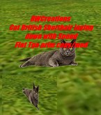 Cat British Shorthair laying down flat tga with Sound (boxed)