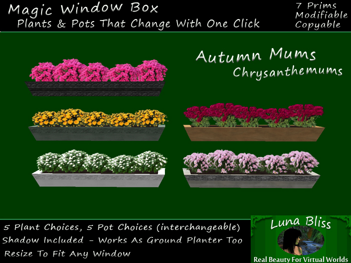Window Box for Autumn - Chrysanthemums - Mums
