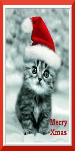 Kitten Xmas Card