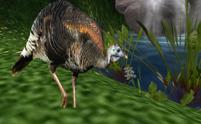 Happy Hen Turkey