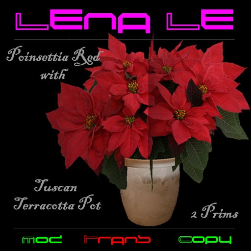Poinsettia red with Terracotta Pot