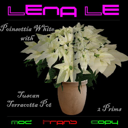 Poinsettia white with Terracotta Pot