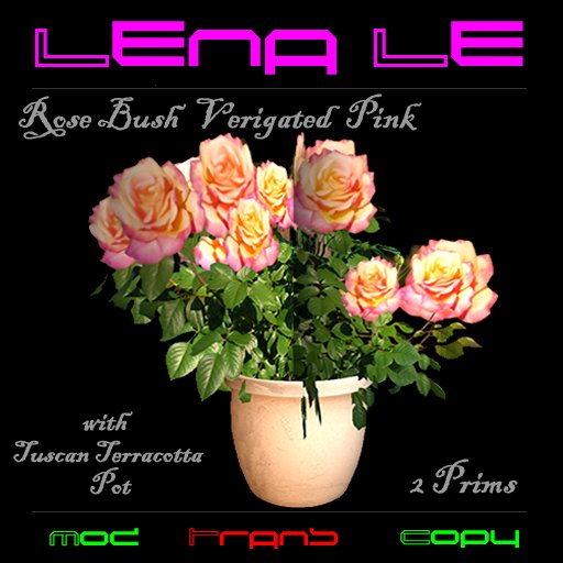 Rose Bush Verigated Pink with Tuscan Terracotta Pot