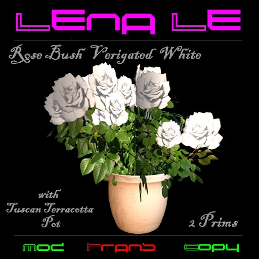 Rose Bush Verigated White with Tuscan Terracotta Pot
