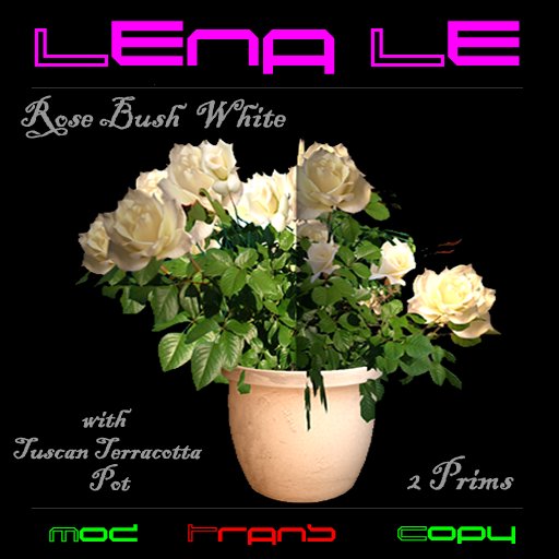 Rose Bush White with Tuscan Terracotta Pot