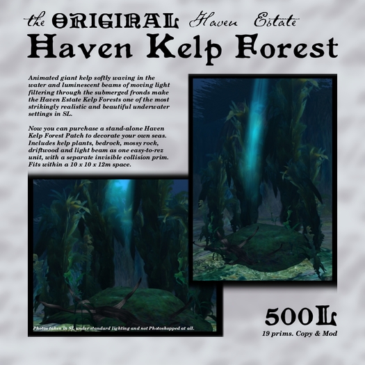 The Original Haven Kelp Forest - Kelp Patch