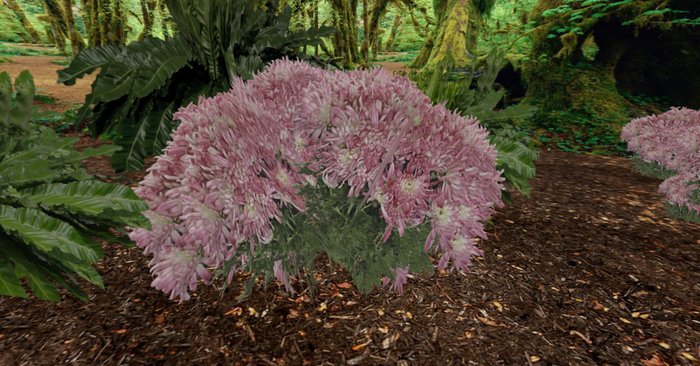 Chrysanthemum pink