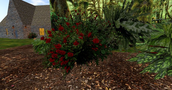 rose bush crimson 4 new