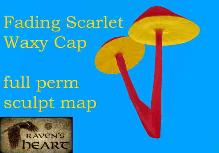 *RH* Fading scarlet waxycap scupt max