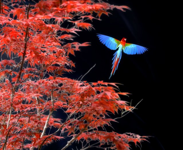 African Parrot - Free Flight - by Rita Munro