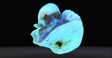 negative pizza 27.11.11 public domain derivative fullperm prim