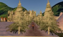 Pine Ave. -16 Fir Trees in Double Line for All Seasons