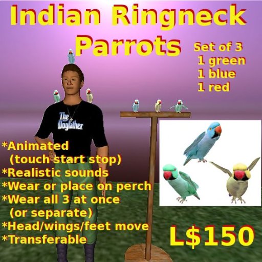 3 Indian Ringneck Parrots