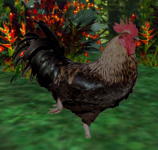 Rooster with sound