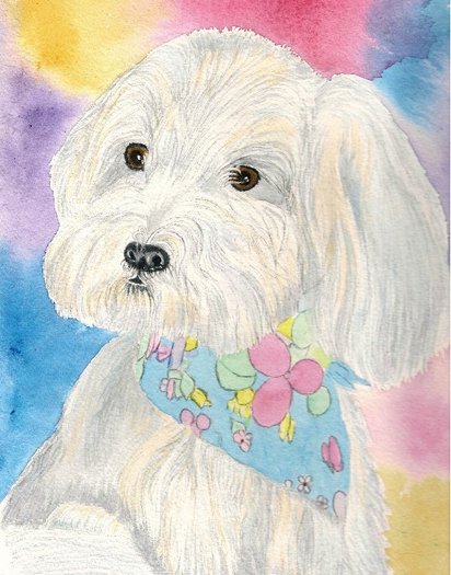 Pixie the Maltese