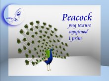 Peacock / box