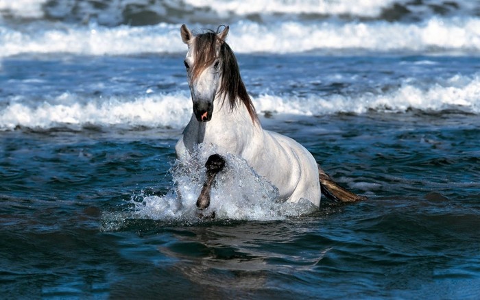 Great poster texture caballo blanco en el agua-1440x900 