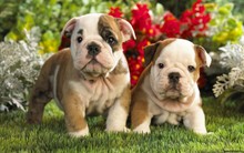 Great poster texture buldogs-1440x900