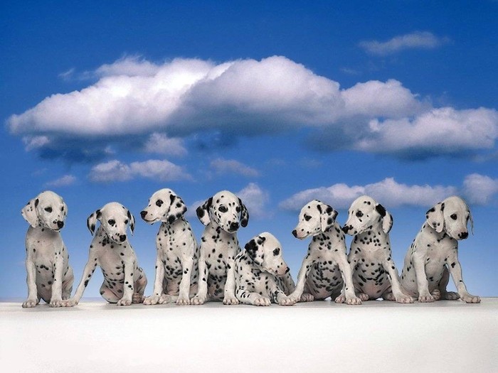 Great poster texture cachorros dalmatas-1024x768 