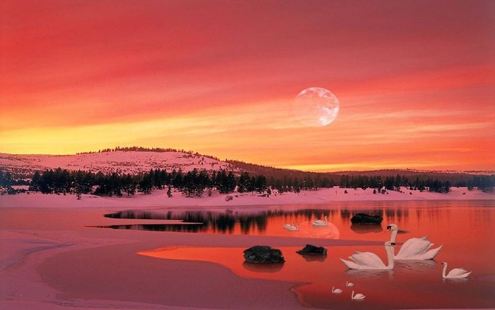 Great poster texture cisnes en el lago-1280x800