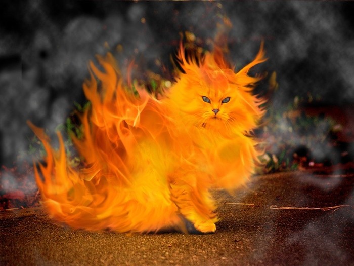 Great poster texture el gato de fuego-1024x768 