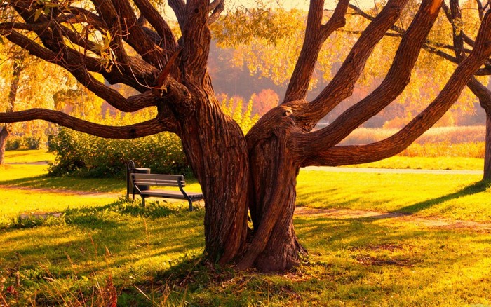 Great poster texture el arbol de amor-1440x900