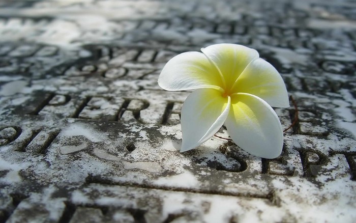 Great poster texture flor-1440x900