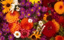Great poster texture flores-1440x900