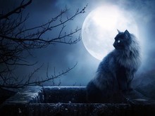 Great poster texture gato negro y luna-1024x768