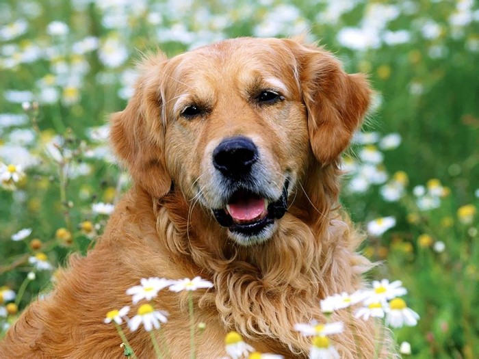 Great poster texture golden retriever-1024x768