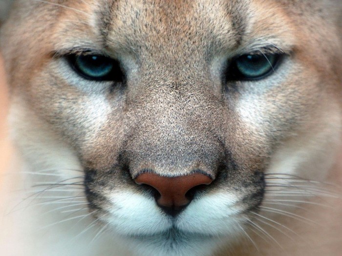 Great poster texture hermosura del puma-1024x768
