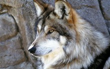 Great poster texture la mirada del lobo-1440x900