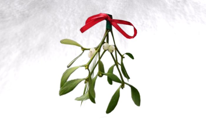 Wingsong Mistletoe Box