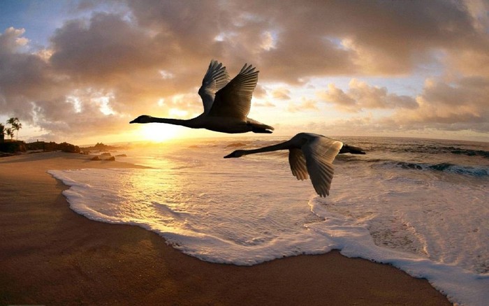 Great poster texture sobrevolando la playa-1280x800