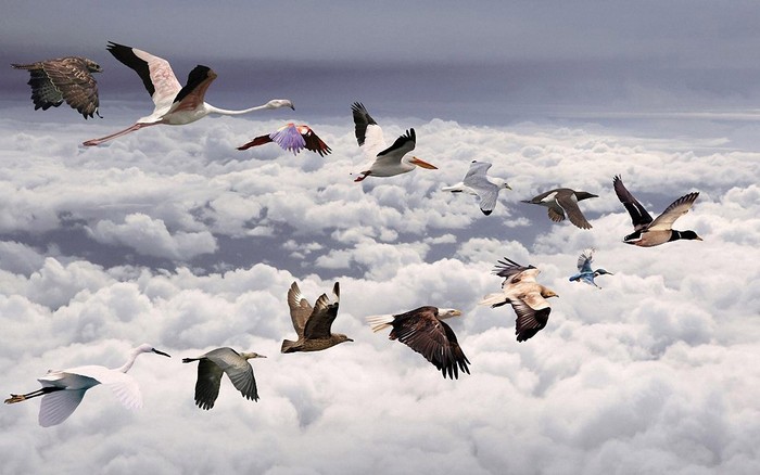 Great poster texture todas las aves-1280x800