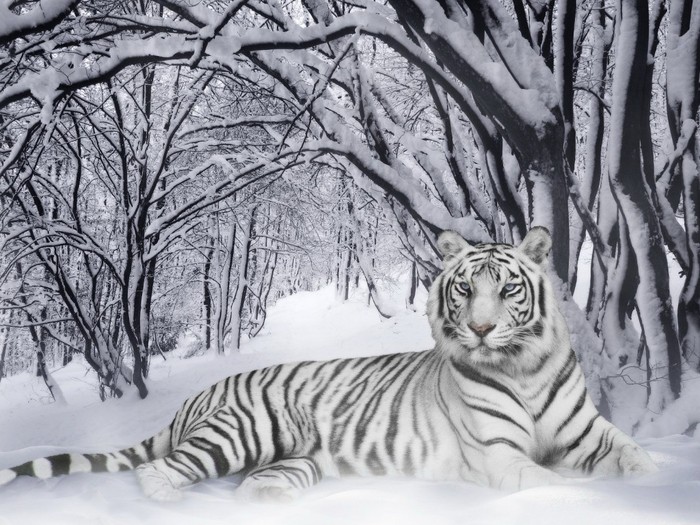 Great poster texture tigre nevado-1024x768
