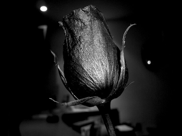 Great poster texture la rosa-1024x768