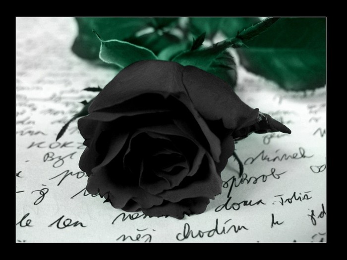 Great poster texture 2 rosa negra-1024x7683