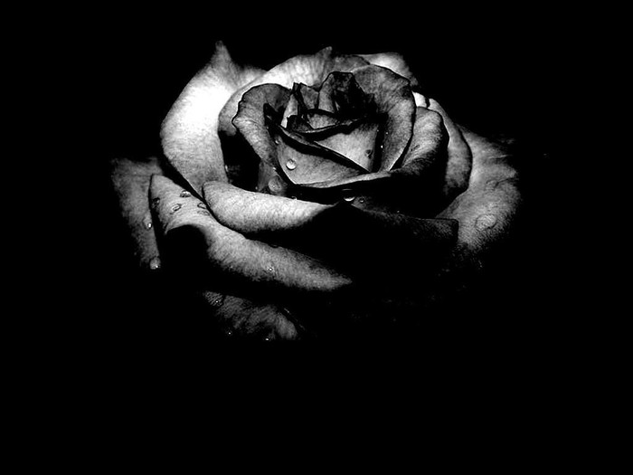 Great poster texture rosa negra-1024x768