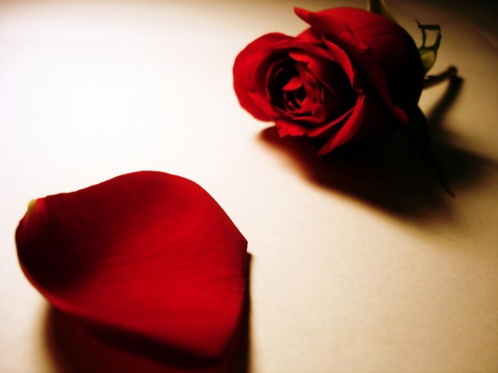 Great poster texture rosa y petalo-1024x768