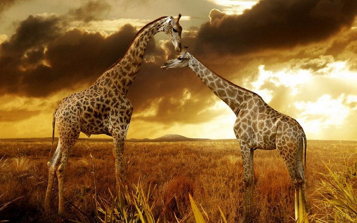 Great poster texture safari-1440x900