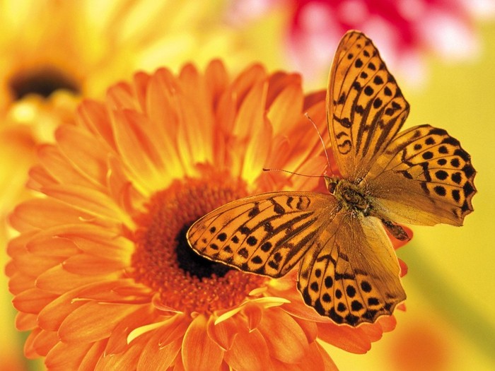 Great poster texture mariposa-1024x768