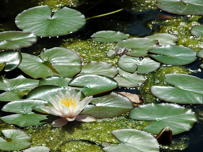 Great poster texture Nenuphar