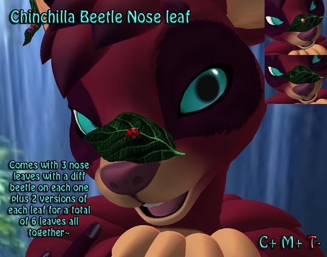 Chinchilla Nose Beetle Leaves