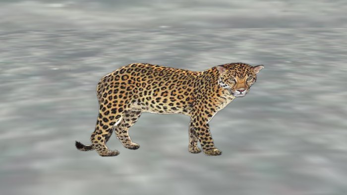 leopard