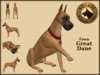 Vkc great %20dane fawn marketplace 01
