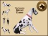 Vkc great %20dane harlequin marketplace 01