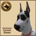 Vkc great %20dane harlequin marketplace 04