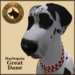 Vkc great %20dane harlequin marketplace 05