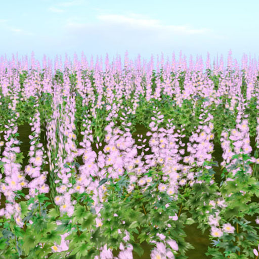 Delphinium scatters happiness_double Pink20 (copy